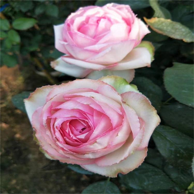 爬藤木本植物大花月季批发价格山东彩诺 黄色品种月季山东彩诺