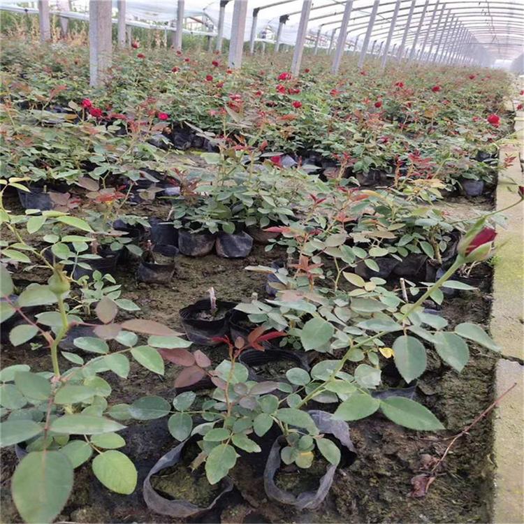 月季蔷薇大花月季批发价格山东彩诺 藤本月季爬藤月季山东彩诺