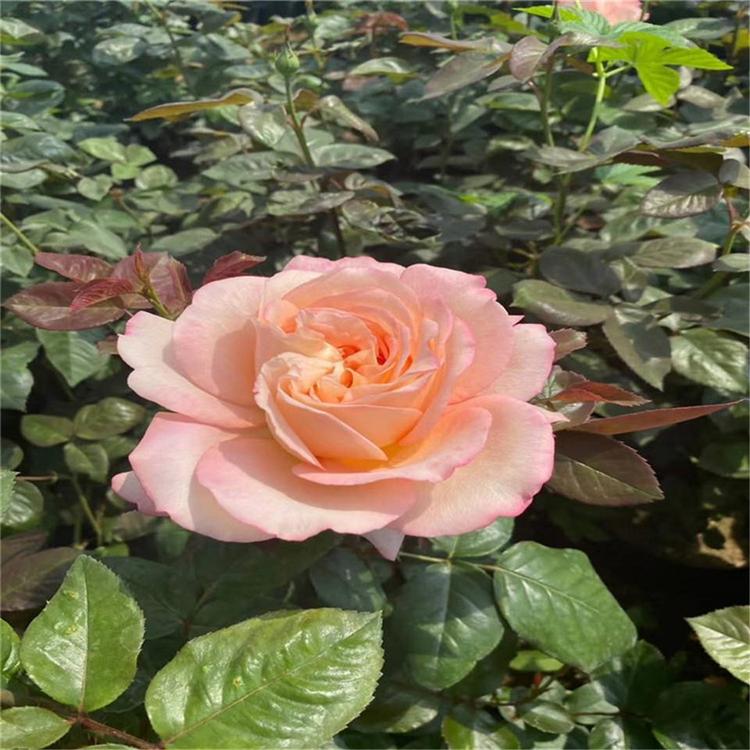 爬藤木本植物大花月季批发价格山东彩诺 藤本月季爬藤月季山东彩诺