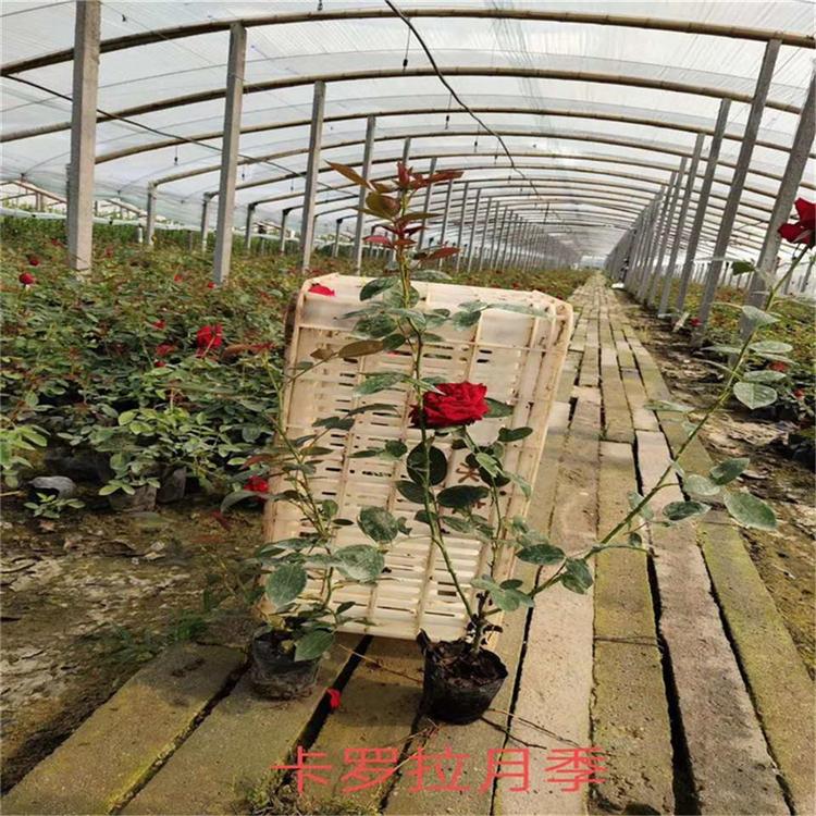 藤本月季大花月季批发价格山东彩诺 大花月季丰花月季山东彩诺