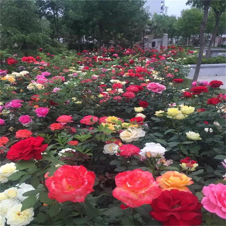 月季蔷薇大花月季批发价格山东彩诺 黄色品种月季山东彩诺