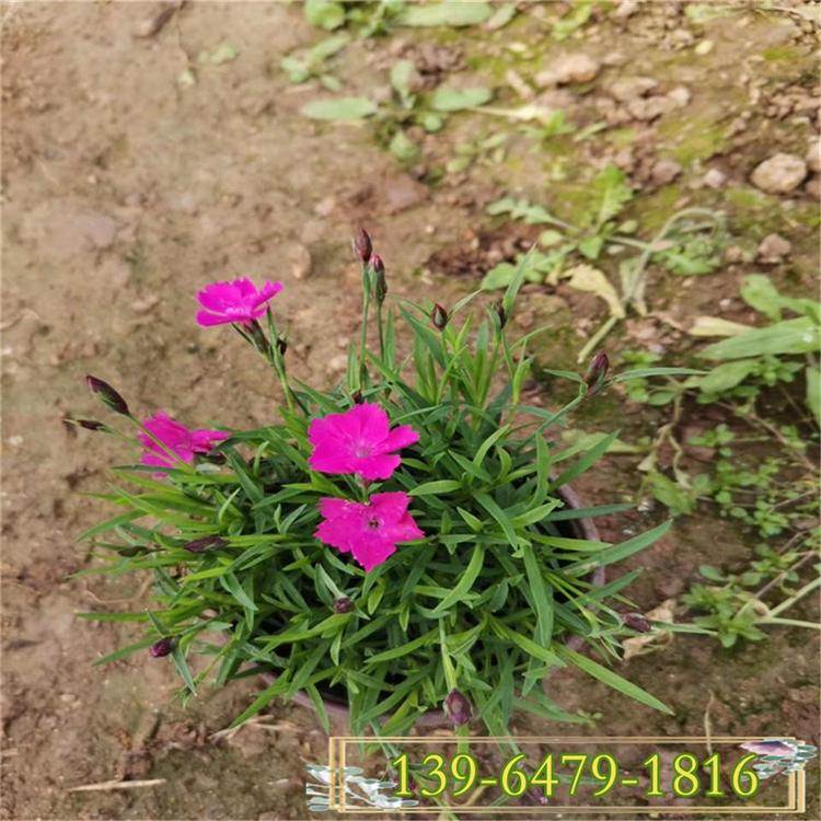 耐践踏草坪欧石竹四季长青花期长山东彩诺 五彩石竹山东彩诺