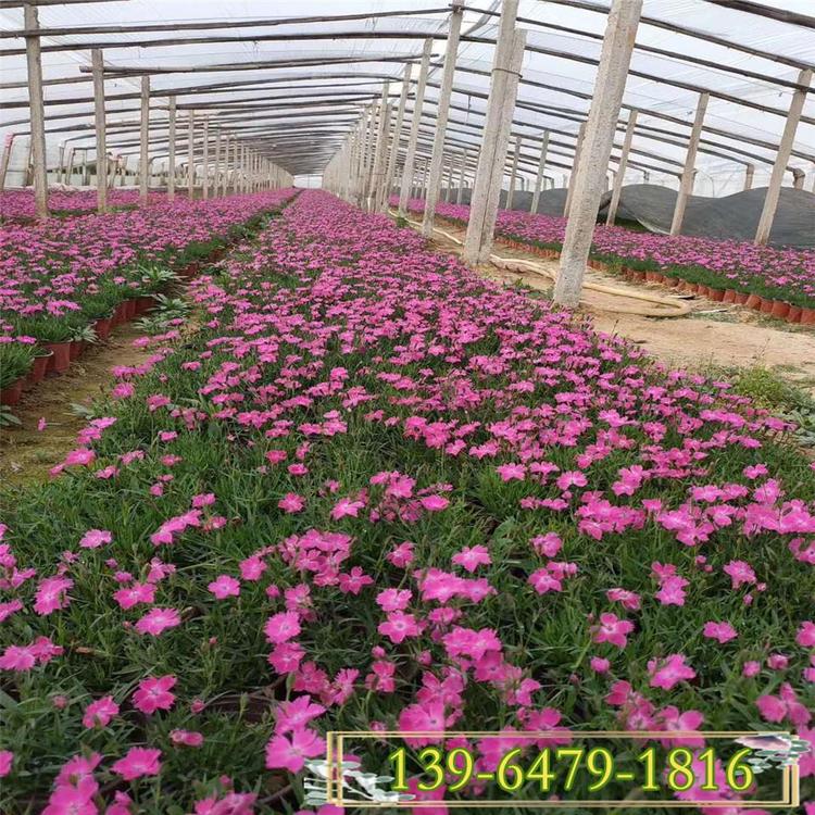 花期长花期长的欧石竹价格便宜 地被石竹营养杯苗