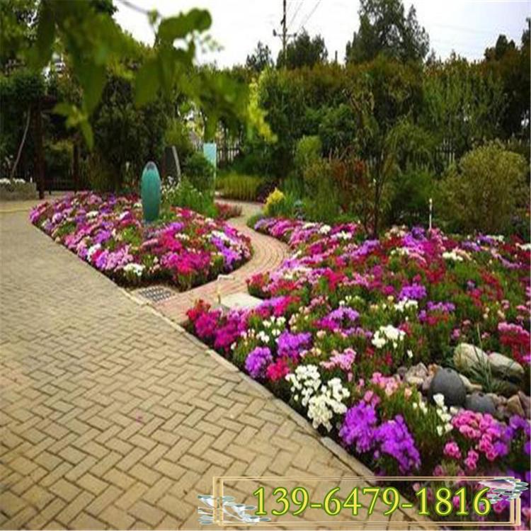 花期长丛生福禄考芝樱花批发价格 丛生福禄考铺地花海