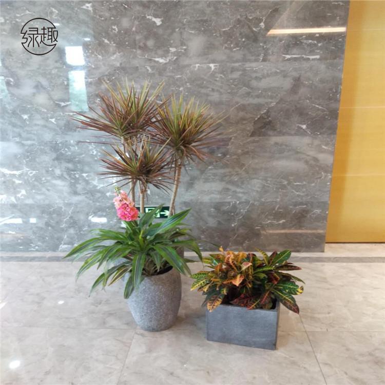 大型商场花卉租赁盆栽租赁大型商场花卉租摆大型商场花卉租赁价格大型商场花卉租赁价位大型商场花卉租赁基地大型商场花卉租赁公司