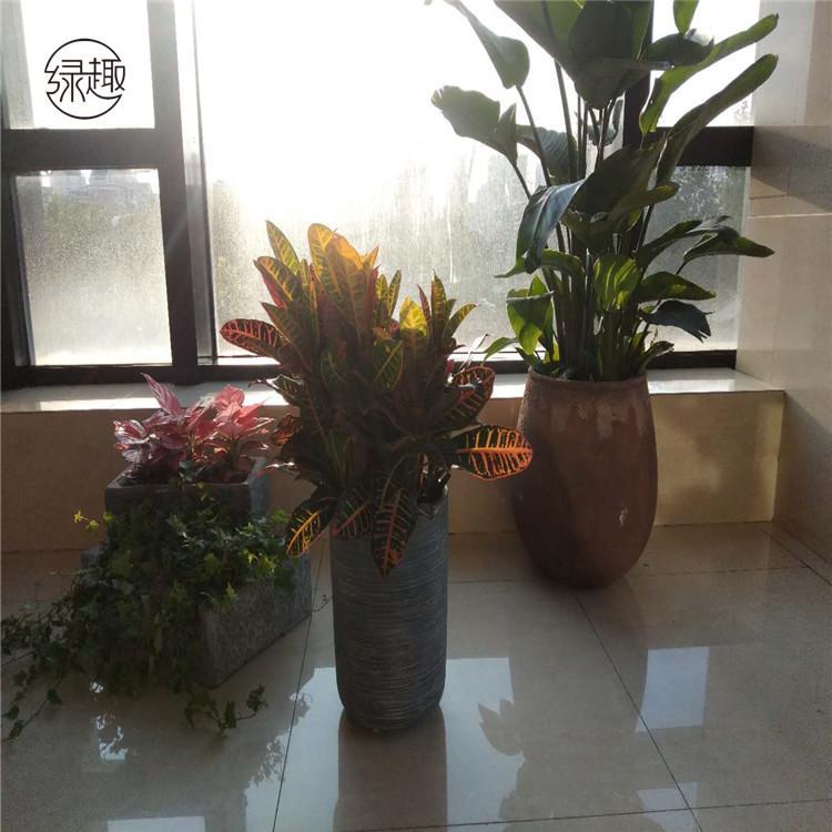 咸阳绿植租摆咸阳绿植租摆价格咸阳绿植租摆价位咸阳绿植租摆基地咸阳绿植租摆公司咸阳绿植租摆哪家好
