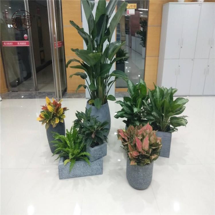 西郊花卉租赁西郊花卉租赁价格西郊花卉租赁价位西郊花卉租赁哪家便宜西郊花卉租赁基地西郊花卉租赁公司