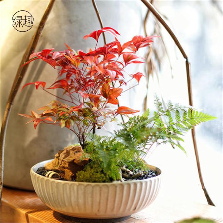 咸阳花卉养护 鲜花租摆咸阳花卉养护公司咸阳花卉养护哪家好咸阳鲜花租摆价格咸阳鲜花租摆价位咸阳鲜花租摆基地咸阳鲜花租摆公司