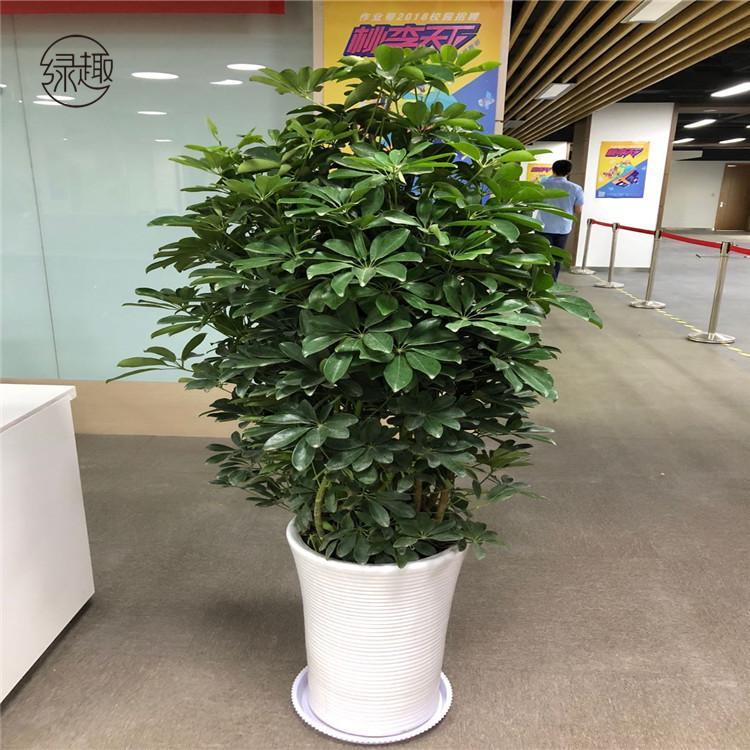 银行盆栽租摆银行盆栽租摆价格银行盆栽租摆价位银行盆栽租摆公司银行盆栽租摆基地银行盆栽租摆哪家好