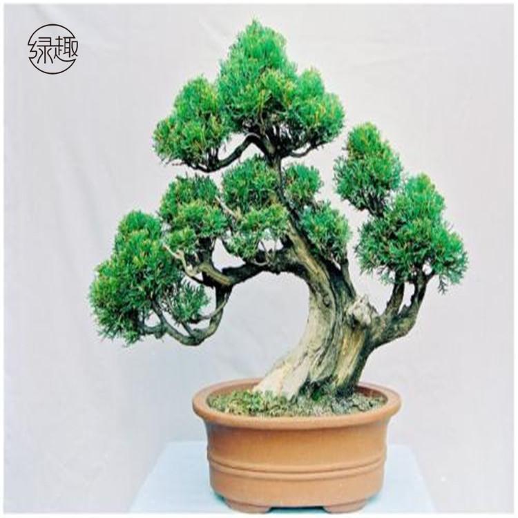 陕西花卉租赁陕西花卉租赁价格陕西花卉租赁价位陕西花卉租赁基地陕西花卉租赁公司陕西花卉租赁哪家好陕西花卉租赁哪家便宜
