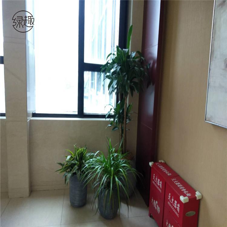 灞桥区绿植租摆灞桥区绿植租摆价格灞桥区绿植租摆价位灞桥区绿植租摆哪家便宜灞桥区绿植租摆哪家好