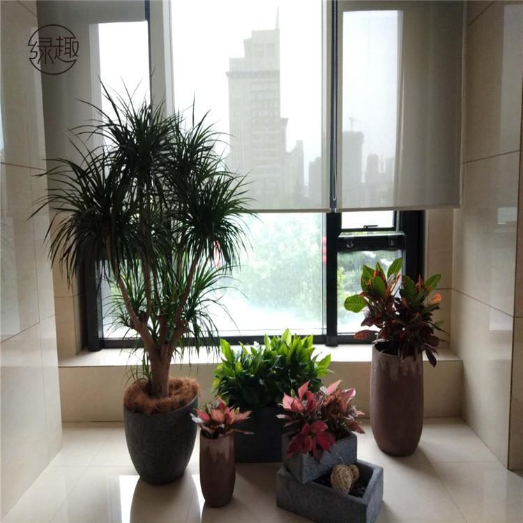 咸阳花卉租摆 绿植租摆咸阳花卉租摆价格咸阳花卉租摆公司咸阳花卉租摆哪家好咸阳花卉租摆基地