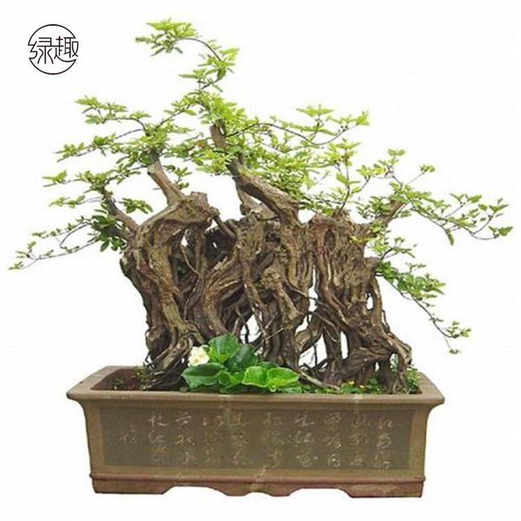 未央区花卉供应 绿植公司未央区绿植租摆未央区绿植租摆价格未央区绿植租摆基地未央区绿植租摆价位未央区绿植租摆公司未央区绿植租摆哪家好
