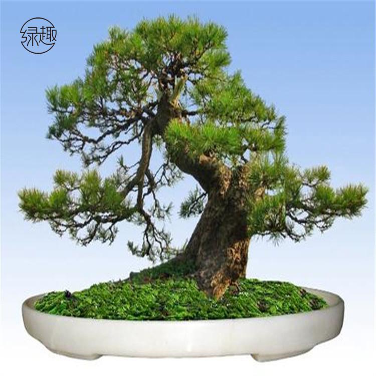 雁塔区花卉租赁 绿植养护雁塔区花卉租赁价格雁塔区花卉租赁基地雁塔区花卉租赁公司雁塔区花卉租赁哪家好