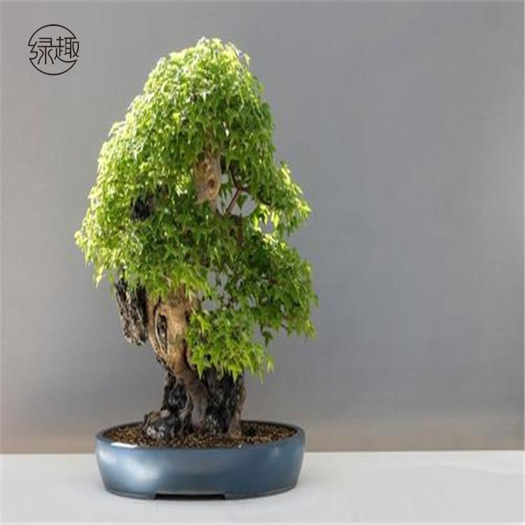 西安花卉租摆 西安花卉租摆价格西安花卉租摆价位西安花卉租摆基地西安花卉租摆公司西安花卉租摆哪家好西安花卉租摆哪家便宜