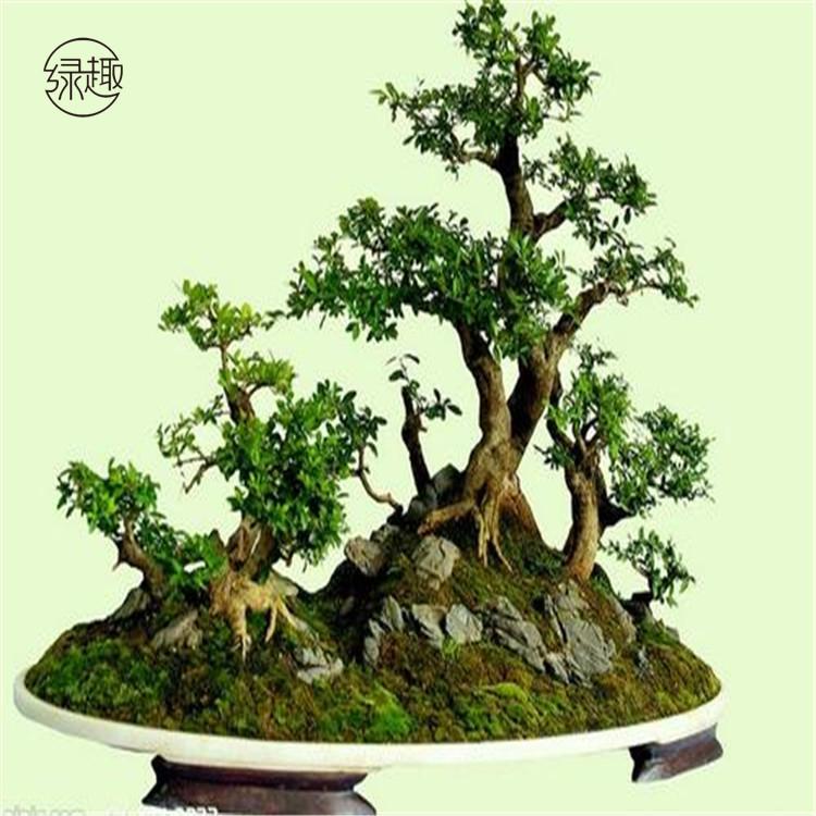 西安绿植租摆西安绿植租摆价格西安绿植租摆价位西安绿植租摆基地西安绿植租摆公司西安绿植租摆哪家便宜西安绿植租摆哪家好