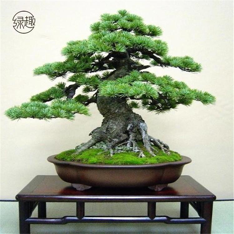 陕西花卉租摆 陕西花卉租摆价格陕西花卉租摆价位陕西花卉租摆基地陕西花卉租摆公司陕西花卉租摆哪家好陕西花卉租摆哪家便宜