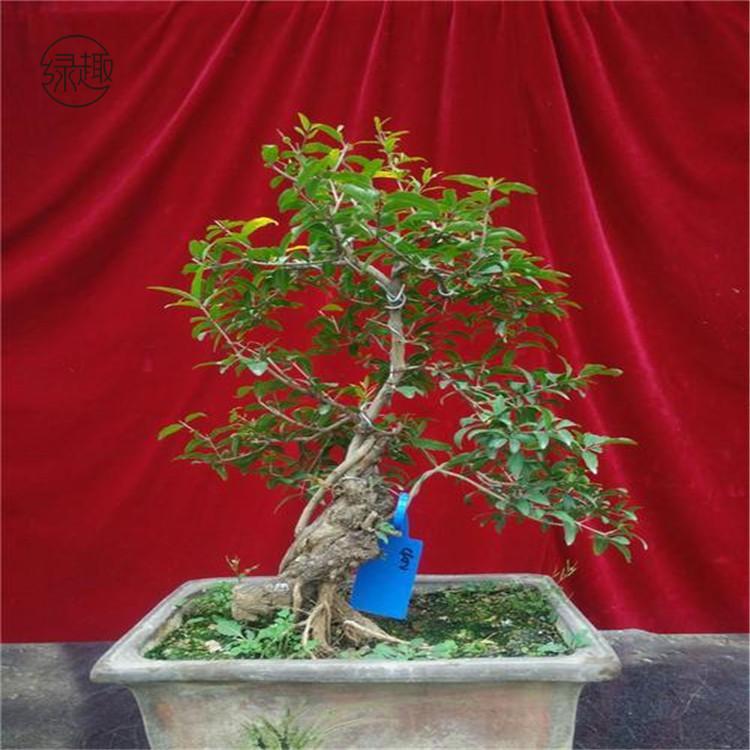 未央区花卉租赁 绿植联系方式未央区花卉租赁价格未央区花卉租赁价位未央区花卉租赁公司绿植租摆价格绿植租摆绿植租摆价位绿植租摆基地