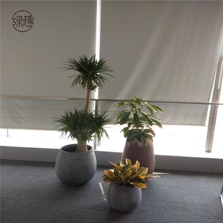 莲湖区花卉租赁 盆栽供应莲湖区花卉租赁价格莲湖区花卉租摆价位莲湖区花卉租赁哪家好莲湖区花卉租赁基地莲湖区花卉租赁公司