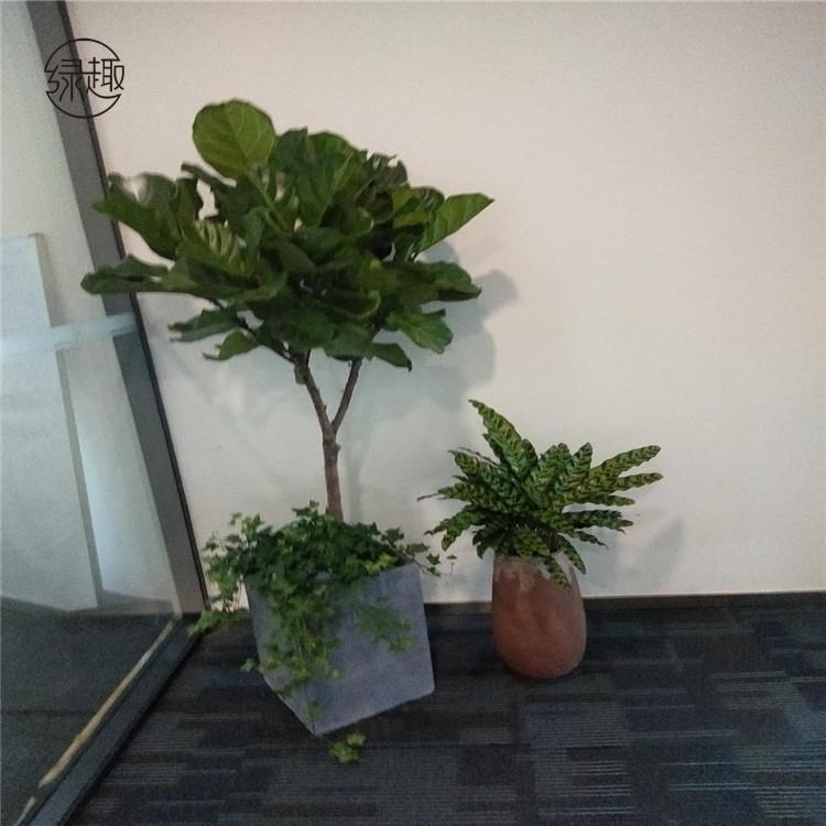 灞桥区花卉租摆灞桥区花卉租摆价格灞桥区花卉租摆价位灞桥区花卉租摆基地灞桥区花卉租摆公司灞桥区花卉租摆哪家好灞桥区花卉租摆哪家便宜