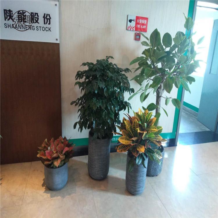 西郊绿植租摆 西郊绿植租摆价格西郊绿植租摆价位西郊绿植租摆公司西郊绿植租摆基地西郊绿植租摆哪家好