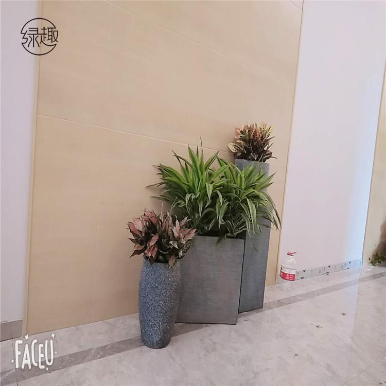 东郊绿植租摆价格 东郊绿植租摆价位东郊绿植租摆基地东郊绿植租摆公司东郊绿植租摆哪家便宜