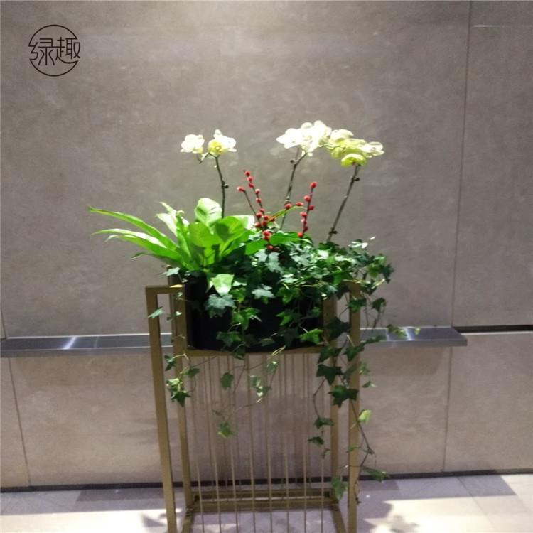 银行租花银行租花价格银行租花价位银行租花基地银行租花公司银行租花哪家好