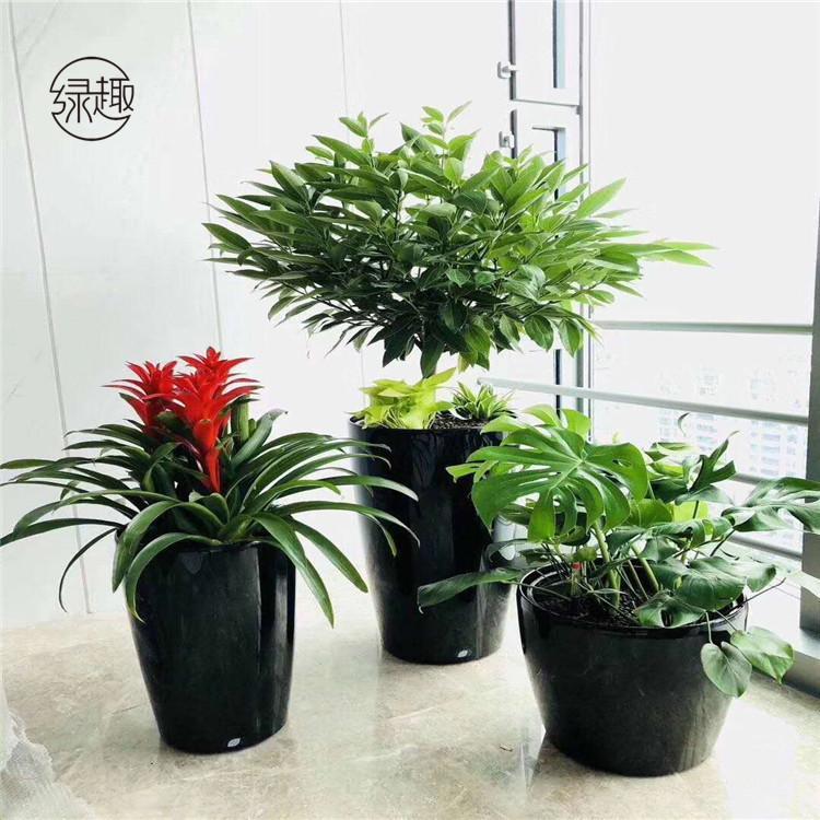南郊花卉租赁基地 绿植租售基地