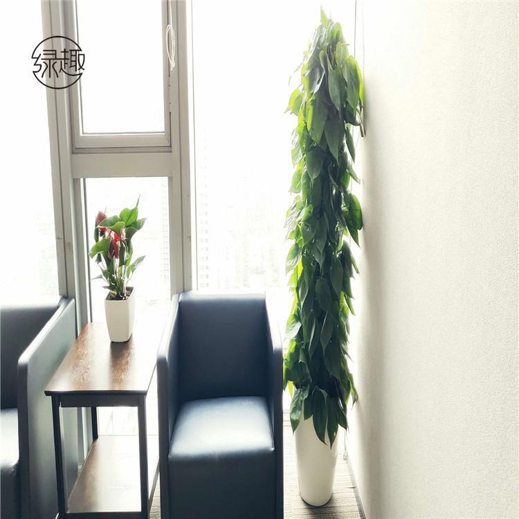 莲湖区花卉租赁收费标椎 绿植租售电话