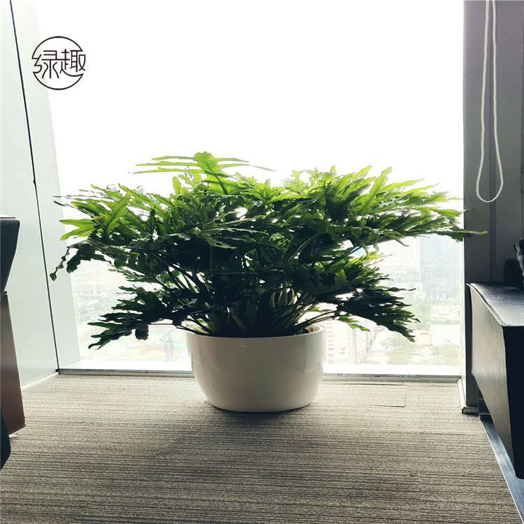 商场花卉租赁电话 艺术盆景租摆价位