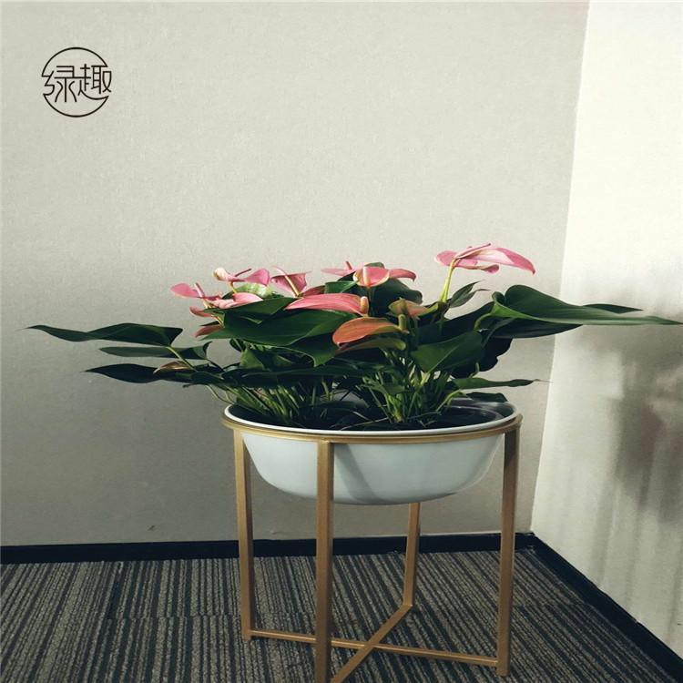 莲湖区花卉租赁公司 绿植租售价格