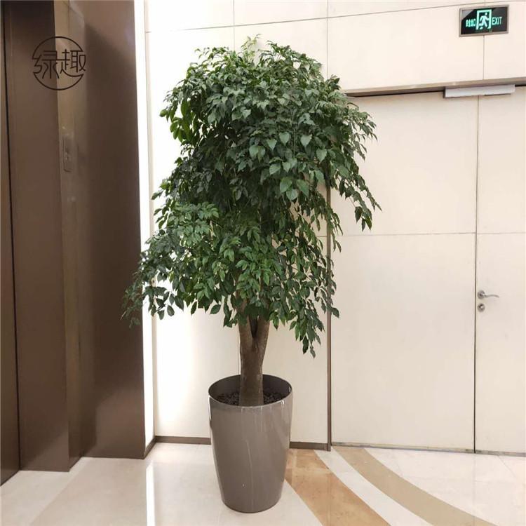 会所花卉租赁公司 艺术盆栽租售基地