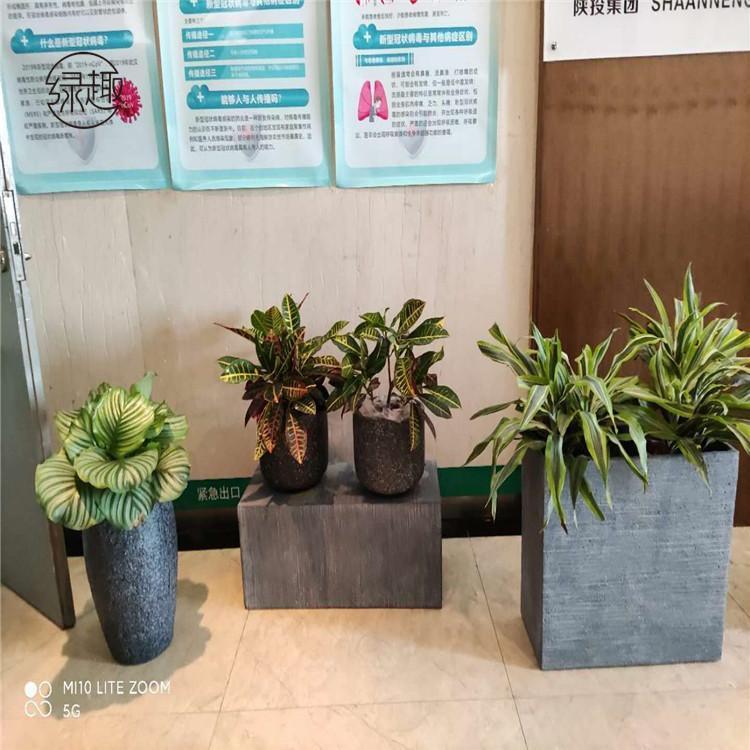 西安花卉租赁价位 盆景租赁基地