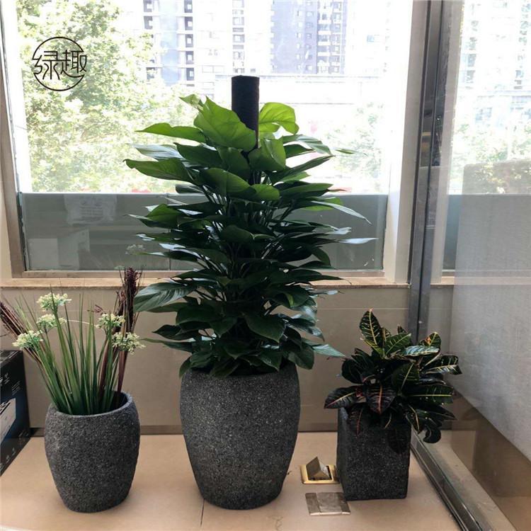 陕西花卉租赁电话 艺术盆景租摆公司