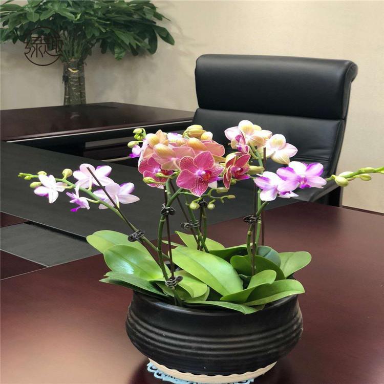 杨凌花卉租赁价位 绿植租售电话