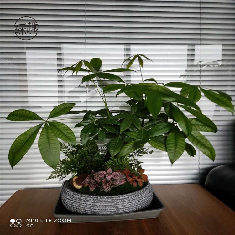 西咸新区花卉租赁价位 绿植租售基地