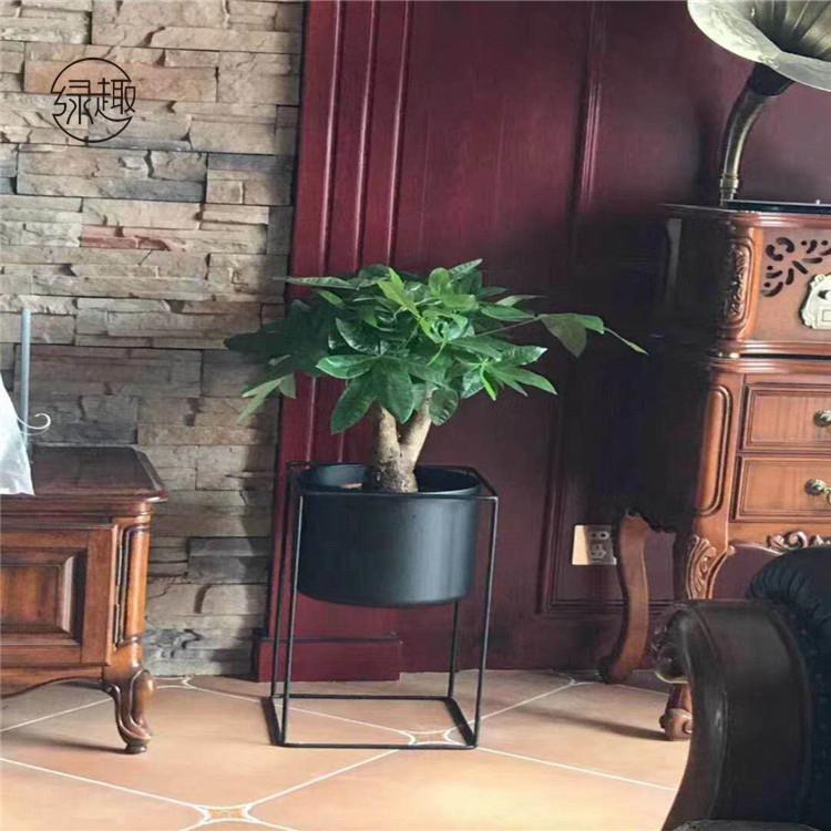 西安花卉租赁收费标椎 艺术盆栽租售价格