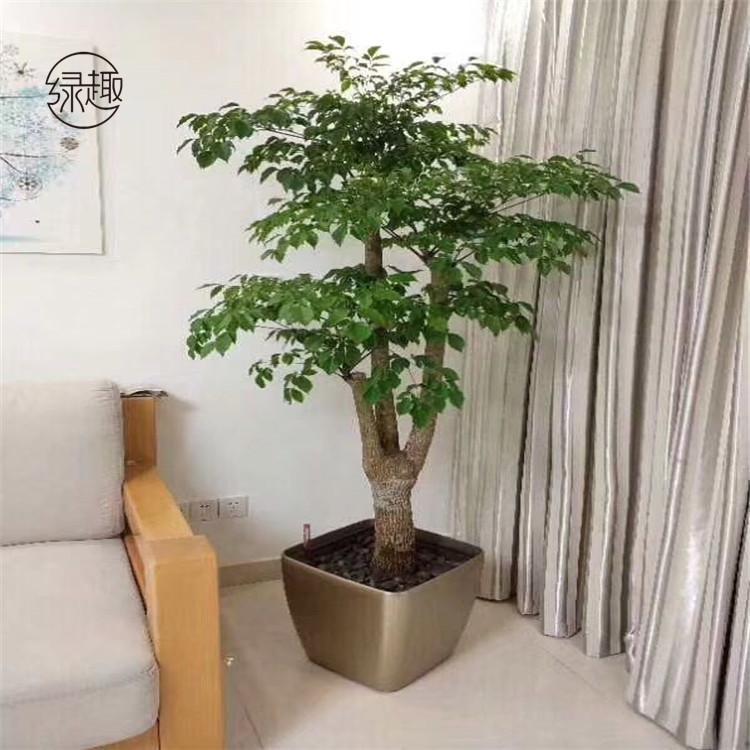 东郊花卉租赁价位 盆景租赁价格