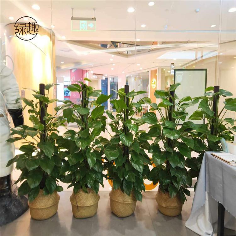 西咸新区花卉租赁收费标椎 艺术盆栽租售价位