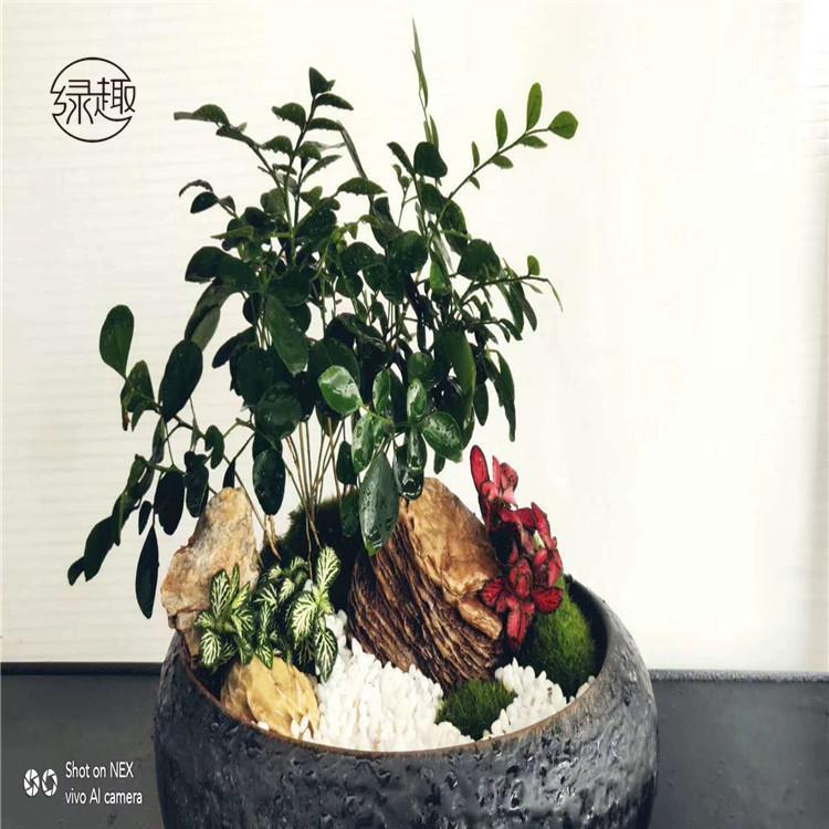 杨凌花卉租赁价格 盆景租赁公司