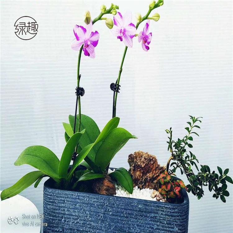 莲湖区花卉租赁价格 鲜花租摆电话