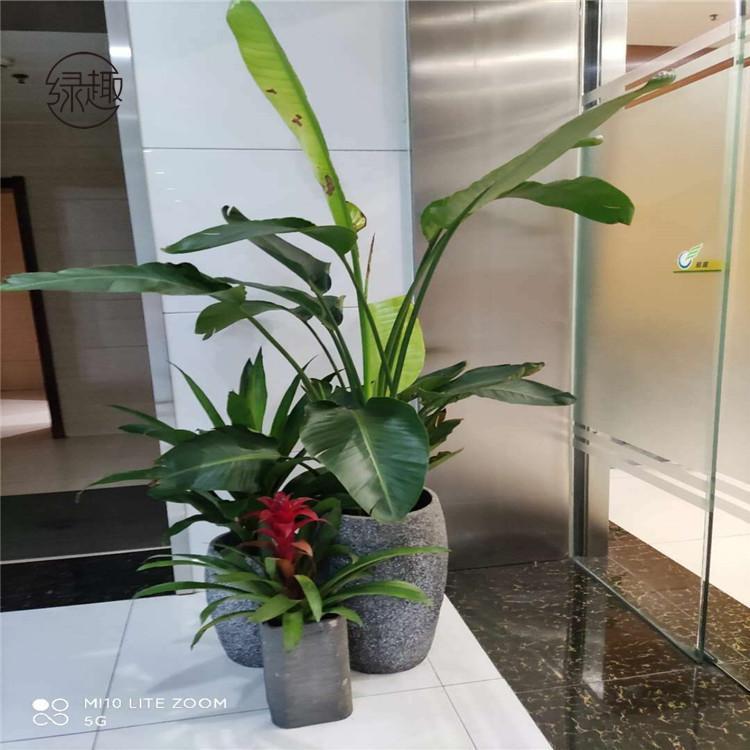 蓝田花卉租赁电话 艺术盆栽租售基地