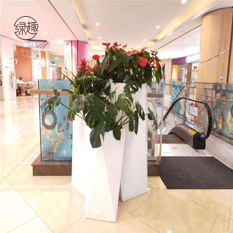 杨凌花卉租赁基地 盆栽租赁电话