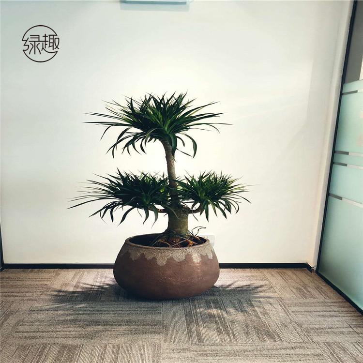 未央区花卉租赁电话 盆景租赁价格