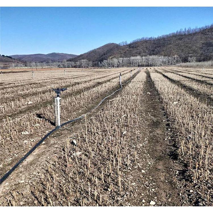 辽宁基地热销刺五加苗基地出售 短梗刺五加基地直销