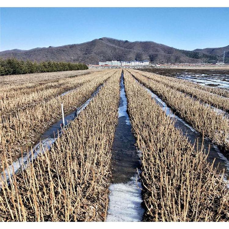 品种优良刺五加苗供应批发 刺五加小苗基地供应