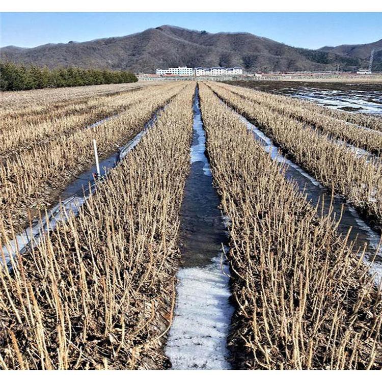 大量出售刺五加苗热销苗木 短梗刺五加基地出售