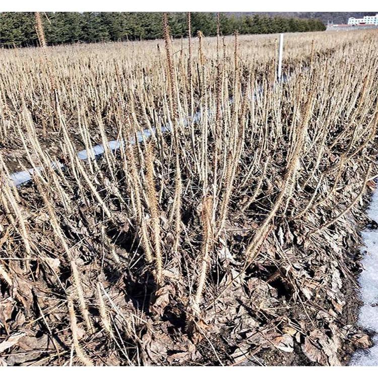 品种优良易存活刺五加苗热销苗木 短梗刺五加基地供应