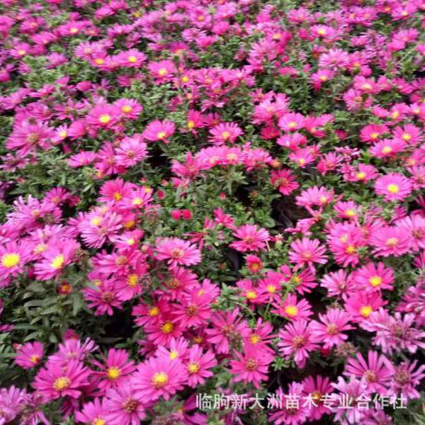 荷兰菊 山东青州大量供应优质荷兰菊 公园花海租摆系列