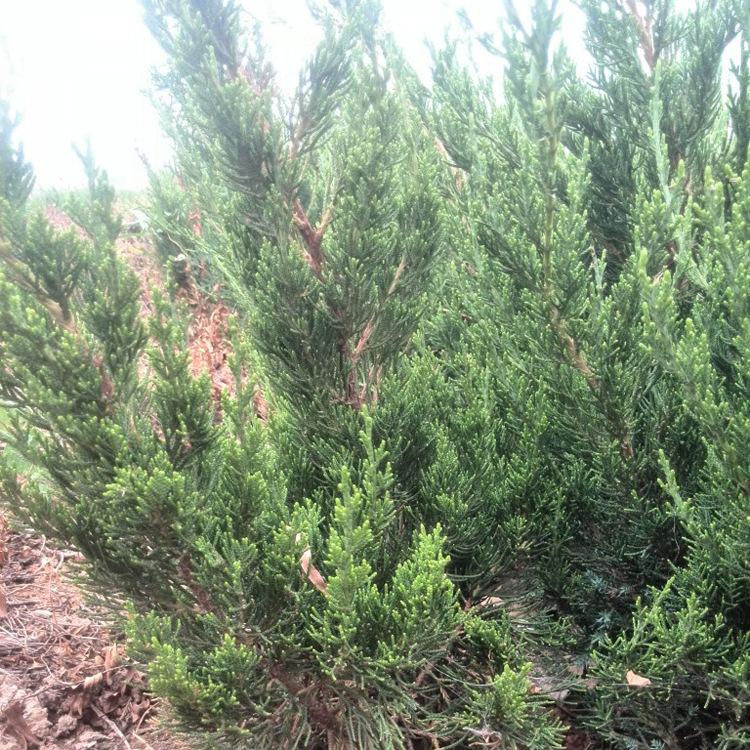 供应龙柏球 龙柏 龙柏小苗 龙柏冠球 龙柏球状树苗 量大从优